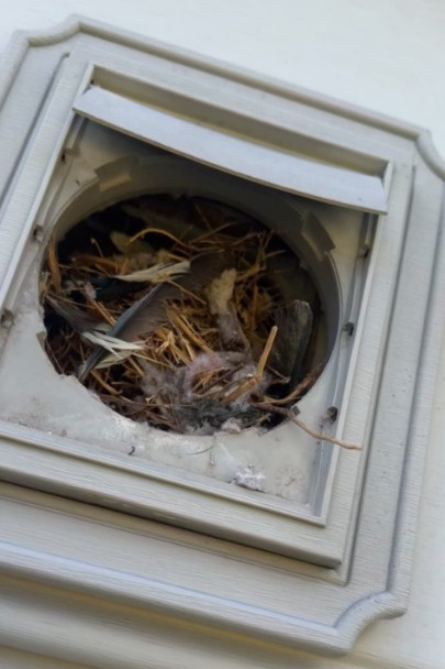 Bird Nest Removal 1 Bird Nest Removal